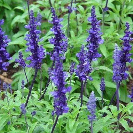 Clary Sage Essential Oil France 3